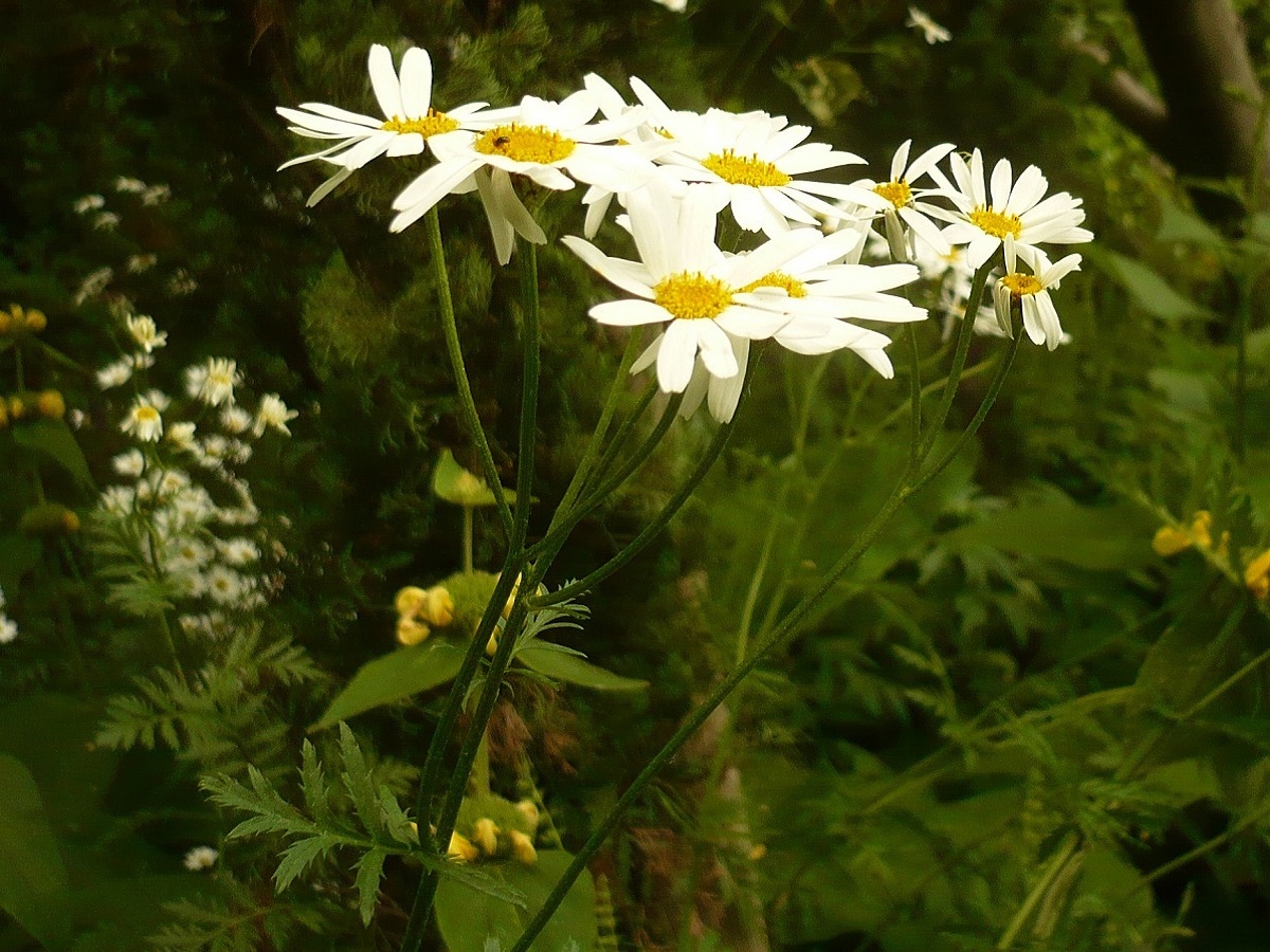 Tanacetum corymbosum (Asteraceae)